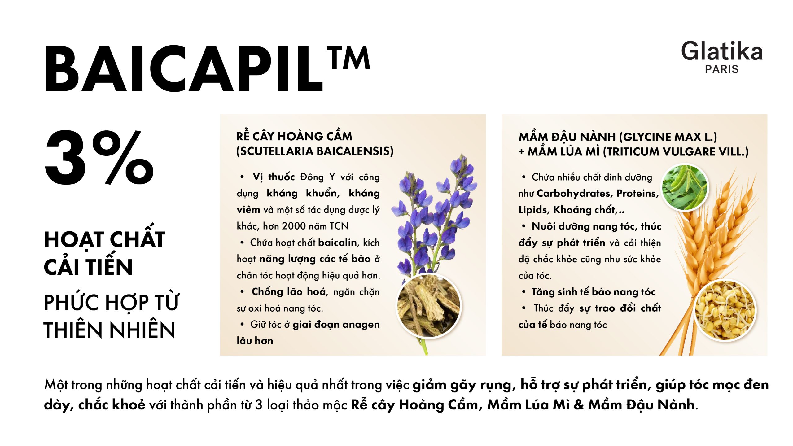 Baicapil™ - Hoạt chất chủ đạo được nghiên cứu bài bản