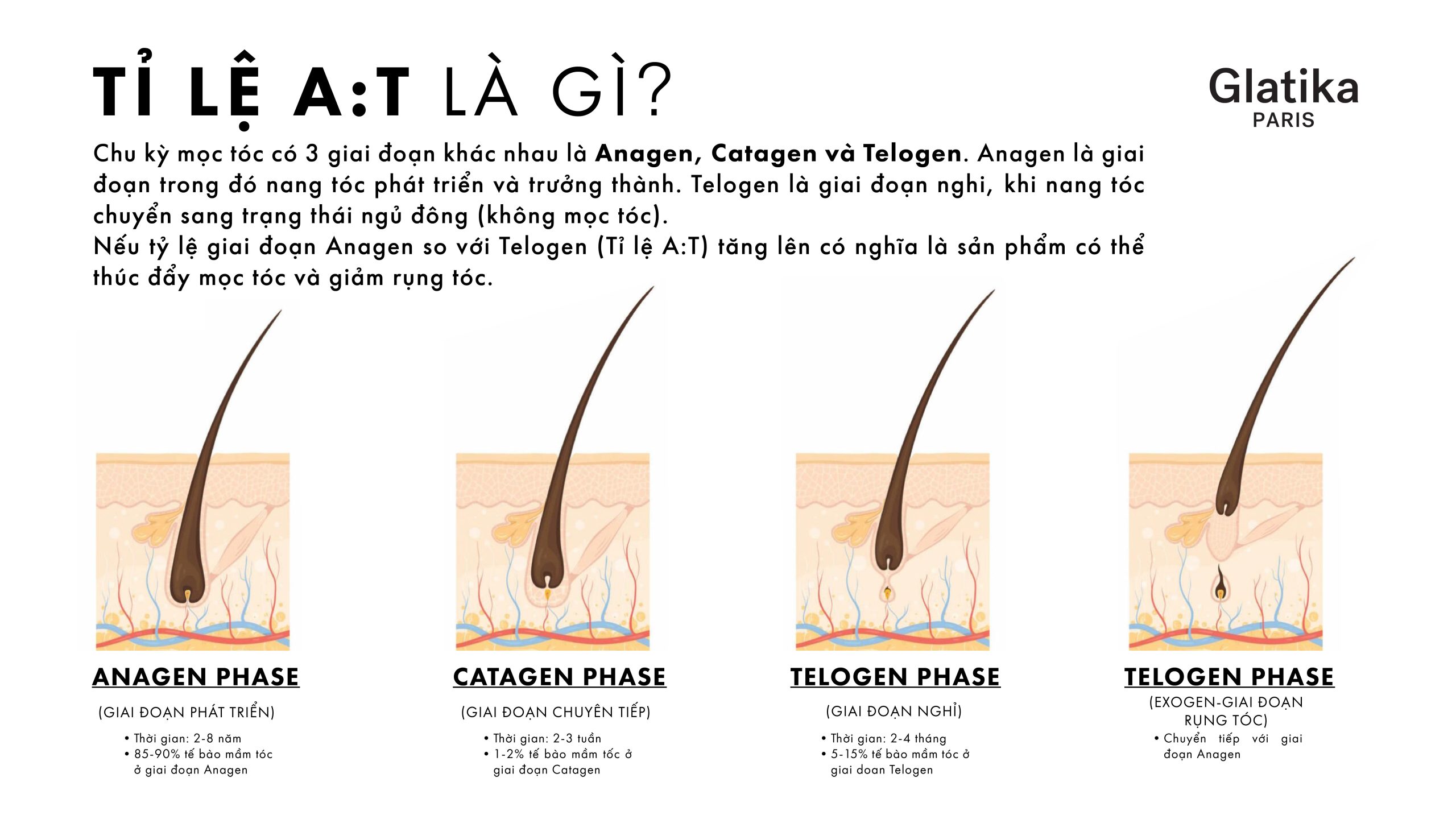 Tóc gãy rụng liên quan trực tiếp đến chu kỳ nang tóc