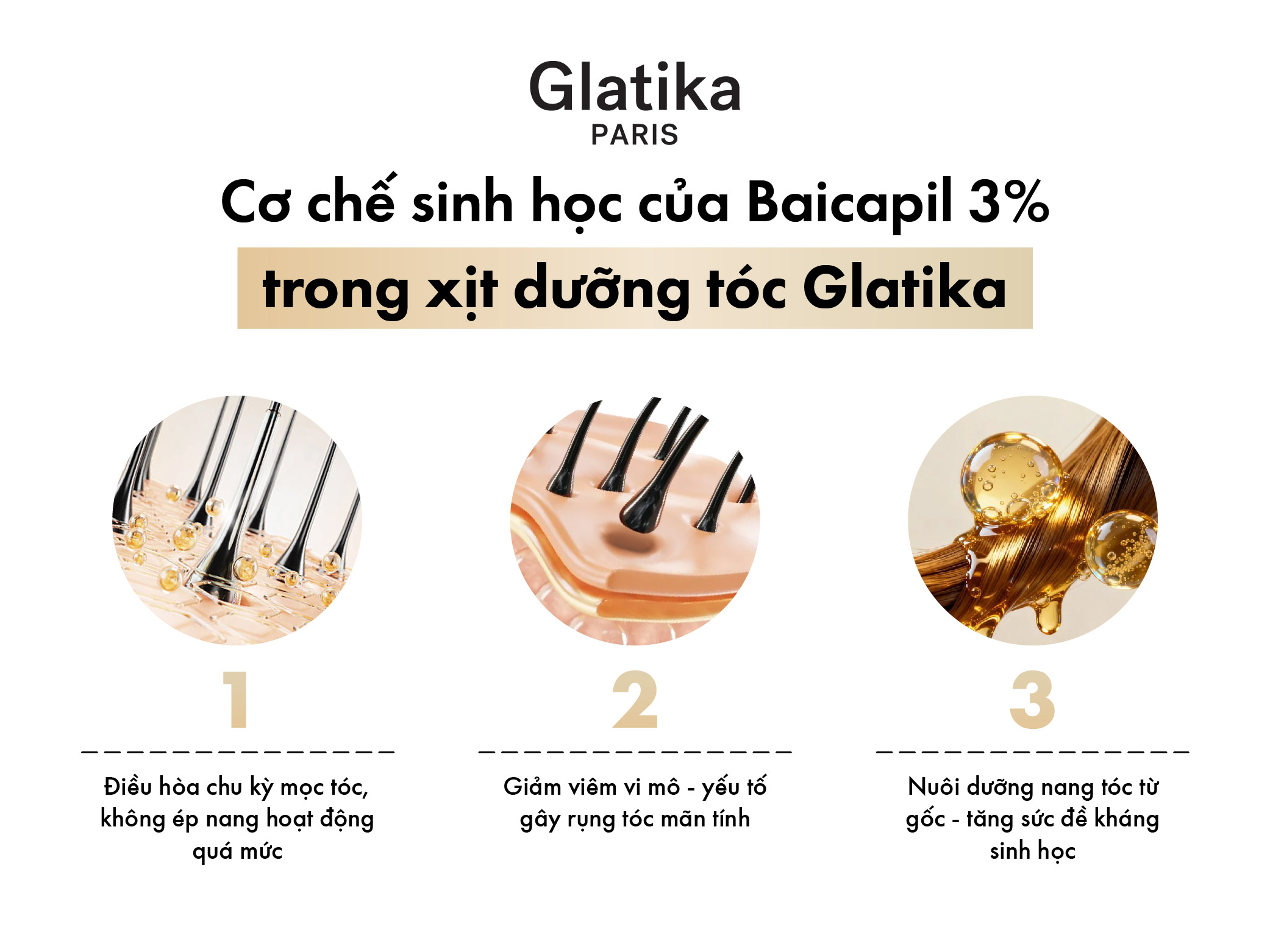Cơ chế sinh học của Baicapil 3% trong xịt dưỡng tóc Glatika
